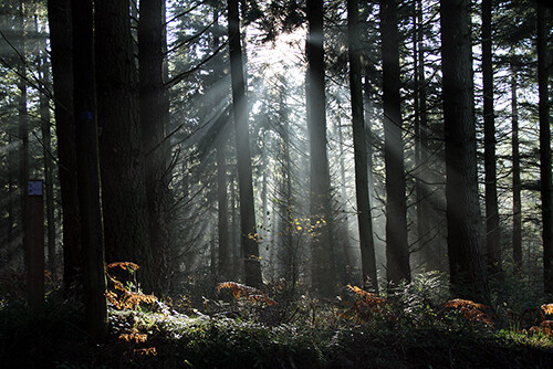 Foret